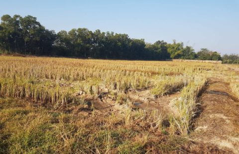 ที่ดินเชียงราย