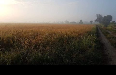 ขายที่นาพื้นที่ 10 ไร่ 3 งาน 12 ตารางวา